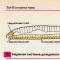 Кольчатые черви: общая характеристика типа Вопросы на закрепление